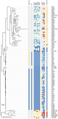 Aeromonas hydrophila ST251 and Aeromonas dhakensis are major emerging pathogens of striped catfish in Vietnam